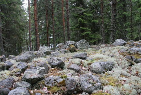 Finns have utilised their forests since the Stone Age | 1Uutiset - Lukemisen tähden | Scoop.it