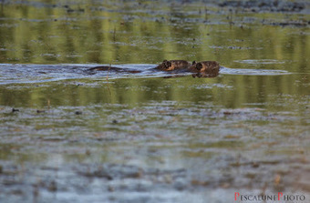 Ragondin (Myocastor coypus), Nutria | Camargue Nature | Scoop.it