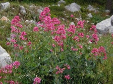 Mieux vivre sa grossesse grâce à la phyto-aromathérapie | La Cabane aux Arômes | Scoop.it