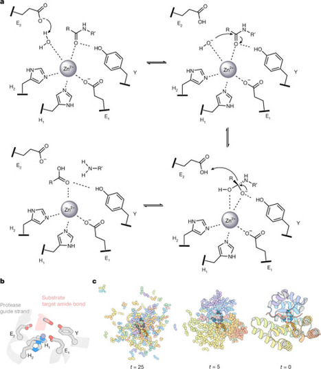 Computational design of metalloproteases | nat | RMH | Scoop.it