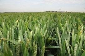 Elicitra - Comprendre d&eacute;velopper et promouvoir les strat&eacute;gies de d&eacute;fense des plantes | SCIENCES DU VEGETAL | Scoop.it