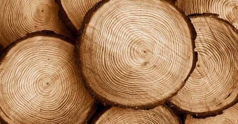 Une pile...à base de bois | Eco-conception | Scoop.it