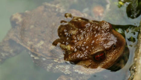 [INP-Lefe] Sur les traces du champignon tueur d'amphibiens | InMédias | Scoop.it