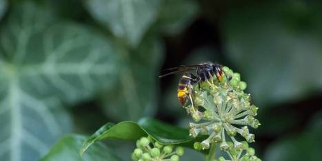 Frelon asiatique : le piégeage tue trop de pollinisateurs ! | EntomoNews | Scoop.it