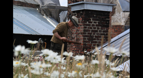 [Photos] Roubaix : Des abeilles sur un toit végétal | Biodiversité - @ZEHUB on Twitter | Scoop.it