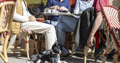 Meurthe-et-Moselle. Nancy labellis&eacute;e Toutourisme pour bien accueillir les voyageurs avec chiens | Nancy, Lorraine | Scoop.it
