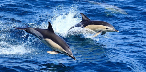 Que sait-on sur les captures accidentelles de dauphins dans le golfe de Gascogne, et pourquoi est-il si difficile de les éviter ? | La Touline - | Scoop.it