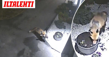 Kettu hautasi jotain kukkapenkkiin y&ouml;n pimein&auml; tunteina &ndash; Totuus valkeni aamulla | 1Uutiset - Lukemisen t&auml;hden | Scoop.it