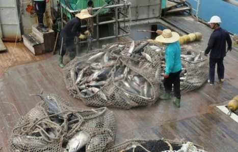 Pêche : 31,4% des stocks de poissons dans le monde sont surexploités | Dr. Goulu | Scoop.it