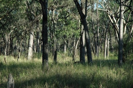 Argentine : Création d’un parc national pour protéger la plus grande forêt sèche d’Amérique du sud | Biodiversité - @ZEHUB on Twitter | Scoop.it