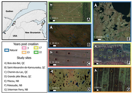 Original Paper in Ecol Appl • Rochefort Lab 2024 • Are pools created when restoring extracted peatlands biogeochemically similar to natural peatland pools? | Originals | Scoop.it