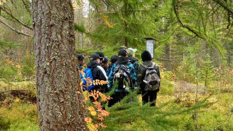 Jauhovaara k&auml;tkee laelleen harvinaisten puulajien kirjon Kuhmossa | 1Uutiset - Lukemisen t&auml;hden | Scoop.it