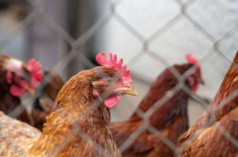 SPAIN: orders poultry indoors as bird flu spreads | EUROPES | Scoop.it