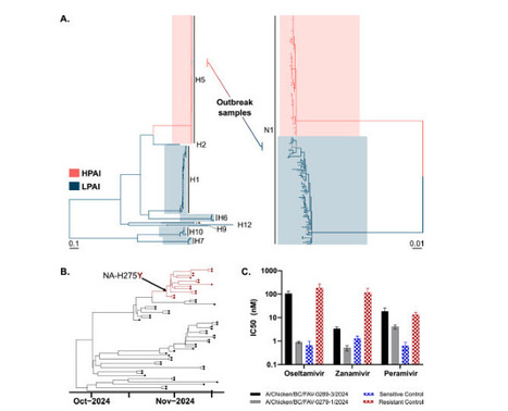 Neuraminidase Reassortment and Oseltamivir Resistance in Clade 2.3.4.4b A(H5N1) Viruses Circulating Among Canadian Poultry, 2024 | Virus World | Scoop.it