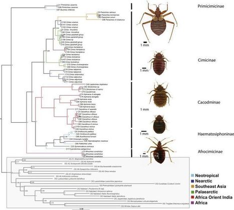 Les punaises de lit aussi vieilles que les dinosaures | EntomoNews | Scoop.it