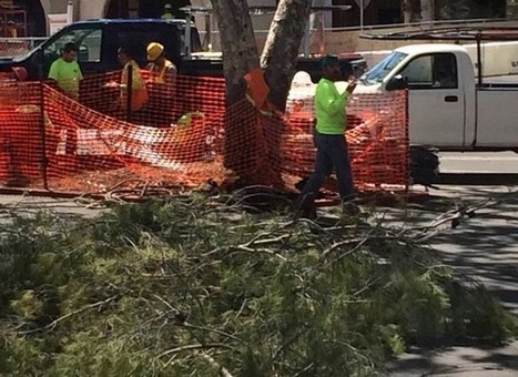 Owners of Thousand Oaks shopping center will slow tree removal | Coastal Restoration | Scoop.it