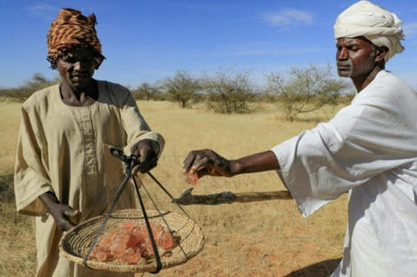 AFRIQUE : Au Soudan, la gomme arabique résiste au climat extrême, mais l’homme peine à suivre | CIHEAM Press Review | Scoop.it