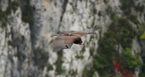 Vautour moine nouveau lâcher couronné de succès dans le Verdon - LPO | Biodiversité | Scoop.it