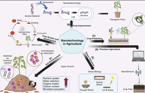 Environmental and safety aspects of nanotechnology in genetically modified crops for sustainable agriculture | ppl | RMH | Scoop.it