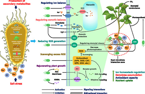 Microbiome-Mediated Physiological Mechanisms for Improving Soil Health and Crop Salt Tolerance | acs | RMH | Scoop.it