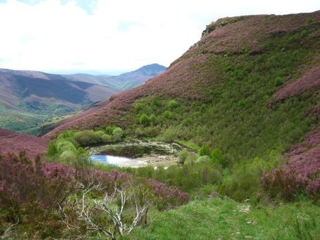 Chasing the Wild | Jack Paris | Peer2Politics | Scoop.it