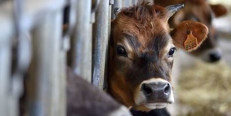 Vache folle : la Chine lève en partie l’embargo sur la viande bovine française | La Gazette des abattoirs | Scoop.it