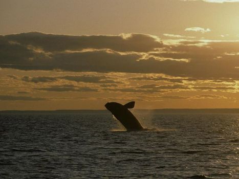 Le Canada prend de nouvelles mesures pour protéger les baleines noires de l'Atlantique nord | Zones humides - Ramsar - Océans | Scoop.it