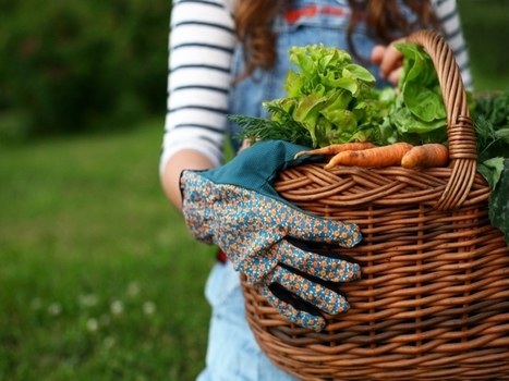 La campagna va in città: l'orto condiviso di Ferrara | Orto, Giardino, Frutteto, Piante Innovative e Antiche Varietà | Scoop.it