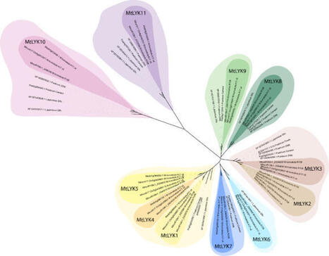 Rhizobial Nod factors modulate reactive oxygen species, jasmonates, and pattern-recognizing receptors to suppress immune response&nbsp; | Plant-Microbe Symbiosis | Scoop.it