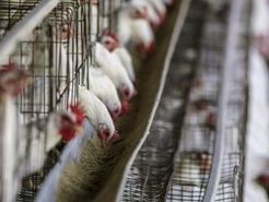 Afrique du Sud : Country Bird fermera un abattoir en raison des importations de volailles européennes | La Gazette des abattoirs | Scoop.it