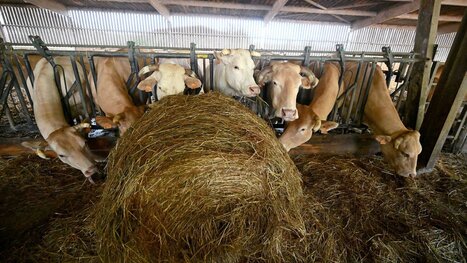 La dermatose nodulaire contagieuse en France, sympt&ocirc;me du r&eacute;chauffement climatique&nbsp;? | EntomoScience | Scoop.it