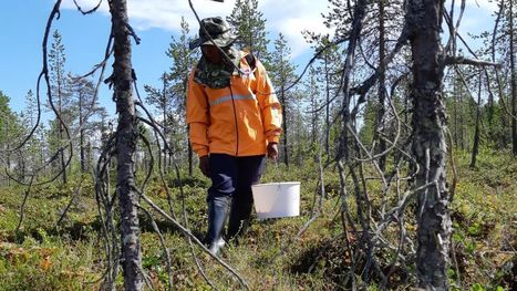 Riisinviljelijä voi hankkia marjastamalla monen vuoden tulot – parhaimmillaan marjamatka Suomeen on pääsy parempaan tulevaisuuteen | Yle Uutiset | yle.fi | 1Uutiset - Lukemisen tähden | Scoop.it