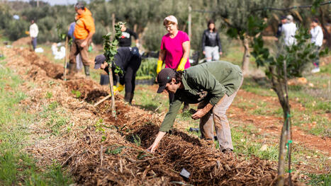 MEDITERRANEAN AGROFORESTRY Mapping Project Seeks Farmers&rsquo; Input Across Five Countries | CIHEAM Press Review | Scoop.it