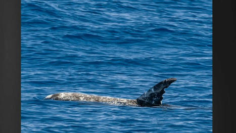 Rare sighting of Risso’s dolphins in Kona leave tour guides in awe : Big Island Now | Soggy Science | Scoop.it