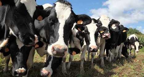 Les Pays-Bas vont produire moins de lait pour limiter la pollution | Lait de Normandie... et d'ailleurs | Scoop.it