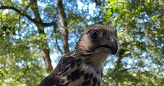 Une association de d&eacute;fense des animaux demande la fin des spectacles de fauconniers aux M&eacute;di&eacute;vales de Mimizan - ICI | Landes - Conseils municipaux & communautaires | Scoop.it
