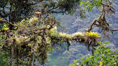 Choco-Andino: A New Biosphere Reserve in Ecuador | Galapagos | Scoop.it