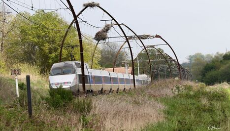 "C'est exceptionnel !" : 1% des cigognes françaises nichent sur une voie de chemin de fer landaise selon la SNCF - ici | Landes | Scoop.it