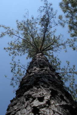 This week's featured TIMO: Forest Investment Associates | Timberland Investment | Scoop.it