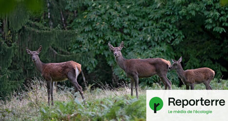 Trop de cerfs en forêt : le recours aux chasseurs est-il obligatoire ? | Biodiversité - @ZEHUB on Twitter | Scoop.it