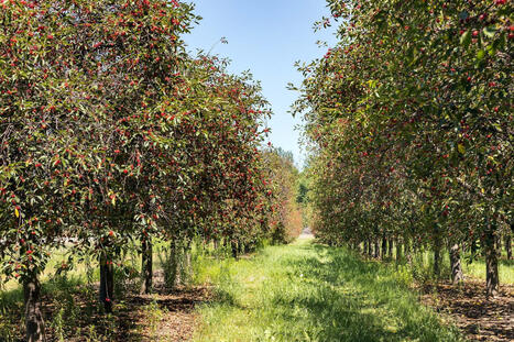 US farmers issue warning as crucial crop becomes harder to grow: 'I gamble every year' - The Cool Down | Operation Deimos | Scoop.it