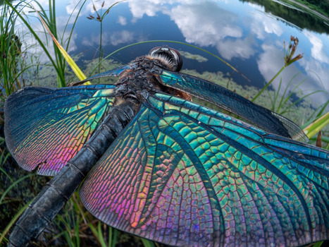 À hauteur d’insectes : un photographe capture la vie à l'échelle microscopique | Variétés entomologiques | Scoop.it