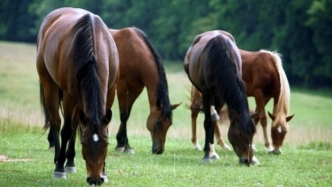 ¿Cómo alimentar a tu caballo?. Articulos sobre Caballos | Caballo, Caballos | Scoop.it