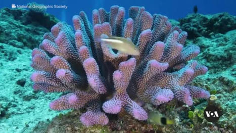 #Pacific : Pacific Islands Making Progress Toward Ocean Preservation Goal | World Oceans News | Scoop.it