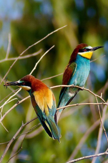 Birdwatching in Rome | Good Things From Italy - Le Cose Buone d'Italia | Scoop.it