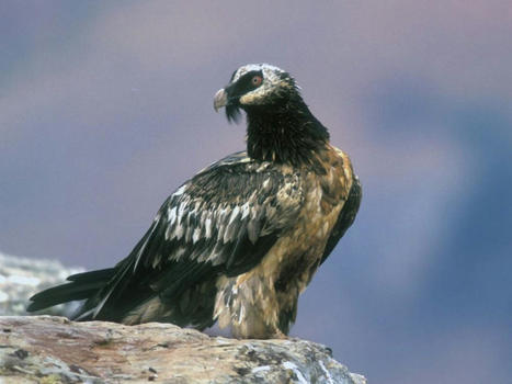 Le gypaète barbu, plus grand rapace européen, bientôt réintroduit dans les Alpes bavaroises | Histoires Naturelles | Scoop.it