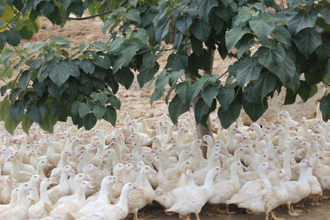 Une ferme d’élevage de canards perpétue un savoir-faire français au LIBAN | CIHEAM Press Review | Scoop.it