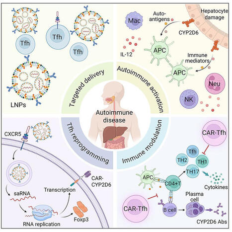 Interesting in Cell Stem Cell: In vivo&nbsp;CAR-Tfh cell reprogramming restores tolerance in a mouse model of autoimmune hepatitis https://lnkd.in/en36DGSU Autoimmune diseases involve the coordinated&hellip; |... | Immunology and Biotherapies | Scoop.it