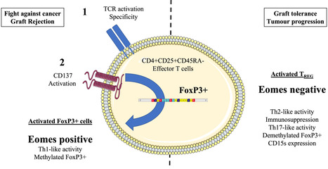 Hypothèse d'un axe d'activation CD137/Eomes pour les cellules T effectrices dans les cancers oropharyngés à HPV | Life Sciences Université Paris-Saclay | Scoop.it