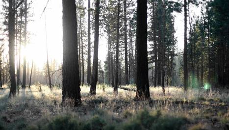 Deserting the Digital Utopia / CrimethInc. Ex-Workers' Collective | Peer2Politics | Scoop.it